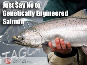 gmo-fish-center-for-food-safety-campaign